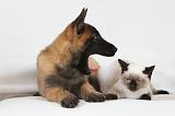 CHAT ET LAEKENOIS 023